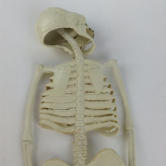 Vintage Halloween Hanging Skeleton 23" - Picture 8 of 13